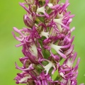 Hybride Affen-Knabenkraut (Orchis simia) x Puppenorchis (Orchis anthropophorum)